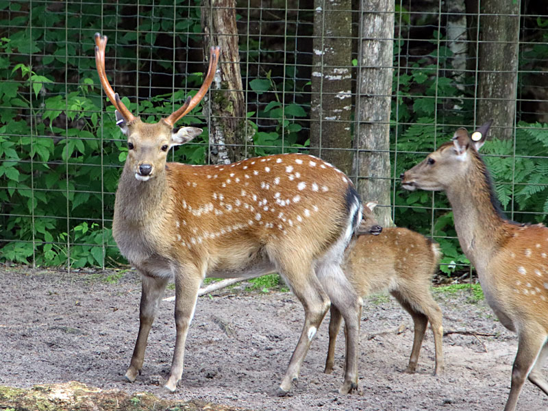 Sika deer clearance